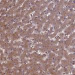 CLRN2 Antibody in Immunohistochemistry (Paraffin) (IHC (P))
