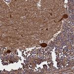 PLP2 Polyclonal Antibody