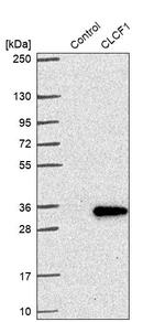 NNT1 Polyclonal Antibody