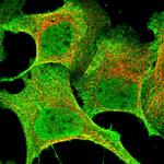 SH3D21 Antibody in Immunocytochemistry (ICC/IF)