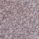 SH3D21 Antibody in Immunohistochemistry (Paraffin) (IHC (P))