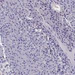 CRIP1 Antibody in Immunohistochemistry (Paraffin) (IHC (P))