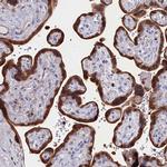 CRIP1 Antibody in Immunohistochemistry (Paraffin) (IHC (P))