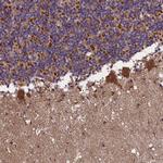 GLRX5 Antibody in Immunohistochemistry (Paraffin) (IHC (P))