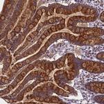 GLRX5 Antibody in Immunohistochemistry (Paraffin) (IHC (P))