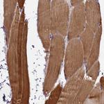 GLRX5 Antibody in Immunohistochemistry (Paraffin) (IHC (P))