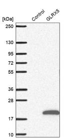 GLRX5 Antibody in Western Blot (WB)