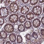 LYPD5 Antibody in Immunohistochemistry (Paraffin) (IHC (P))