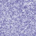 TEX101 Antibody in Immunohistochemistry (Paraffin) (IHC (P))
