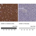 CEND Polyclonal Antibody