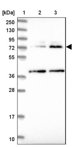 COG4 Antibody in Western Blot (WB)