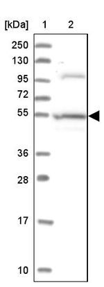 ERMAP Antibody in Western Blot (WB)