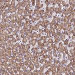 UQCRH Antibody in Immunohistochemistry (Paraffin) (IHC (P))