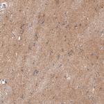 Adropin Antibody in Immunohistochemistry (Paraffin) (IHC (P))