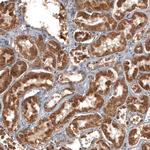 Adropin Antibody in Immunohistochemistry (Paraffin) (IHC (P))