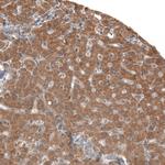 Adropin Antibody in Immunohistochemistry (Paraffin) (IHC (P))