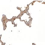 Adropin Antibody in Immunohistochemistry (Paraffin) (IHC (P))