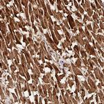 FAM153A Polyclonal Antibody