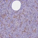 AdoHcyase 2 Antibody in Immunohistochemistry (Paraffin) (IHC (P))
