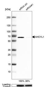 AdoHcyase 2 Antibody