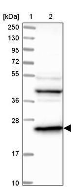 DTYMK Antibody in Western Blot (WB)