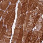 MEMO1 Polyclonal Antibody