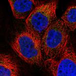 PET112 Polyclonal Antibody