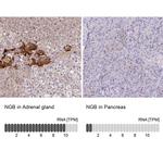 NGB Polyclonal Antibody