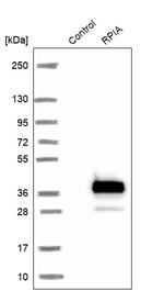 RPIA Antibody in Western Blot (WB)