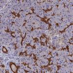 WDR6 Antibody in Immunohistochemistry (Paraffin) (IHC (P))
