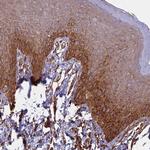 CCDC148 Antibody in Immunohistochemistry (Paraffin) (IHC (P))