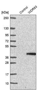 WDR83 Antibody in Western Blot (WB)