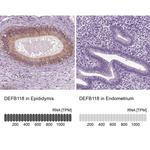 DEFB118 Polyclonal Antibody