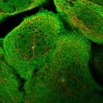 ARHGAP40 Polyclonal Antibody