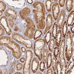 FAM210B Antibody in Immunohistochemistry (Paraffin) (IHC (P))