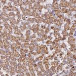 FAM210B Antibody in Immunohistochemistry (Paraffin) (IHC (P))