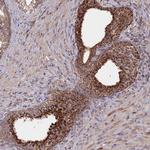 FAM210B Antibody in Immunohistochemistry (Paraffin) (IHC (P))