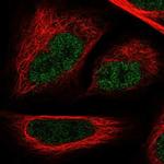 GAPDHS Polyclonal Antibody