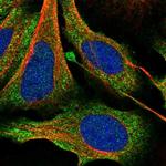 SAC3D1 Polyclonal Antibody