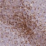 GBP2 Antibody in Immunohistochemistry (Paraffin) (IHC (P))