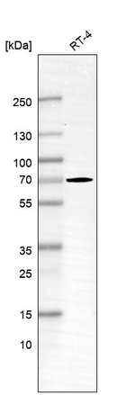 GBP2 Antibody in Western Blot (WB)