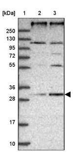 REEP4 Antibody in Western Blot (WB)