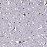 CLEC11A Antibody in Immunohistochemistry (Paraffin) (IHC (P))