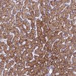 CLEC11A Antibody in Immunohistochemistry (Paraffin) (IHC (P))