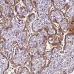 CLEC11A Antibody in Immunohistochemistry (Paraffin) (IHC (P))
