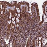 TTLL10 Antibody in Immunohistochemistry (Paraffin) (IHC (P))