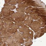 HIGD2A Antibody in Immunohistochemistry (Paraffin) (IHC (P))