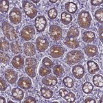 HIGD2A Antibody in Immunohistochemistry (Paraffin) (IHC (P))