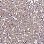 HIGD2A Antibody in Immunohistochemistry (Paraffin) (IHC (P))