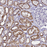 HIGD2A Antibody in Immunohistochemistry (Paraffin) (IHC (P))